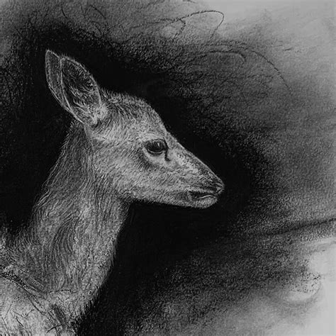 Deer Fawn drawing : r/deer