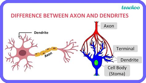 Dendrites And Axons