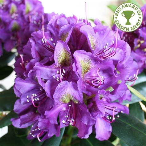 Rhododendron Marcel Menard | Buy Evergreen Purple Rhododendron