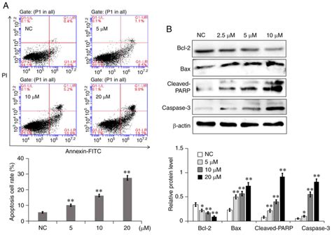 Effects of 2,2',4'‑trihydroxychalcone on the proliferation, metastasis ...