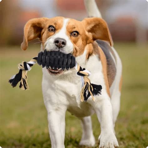 4 Best Dog Toys for Aggressive Chewers | RexiPets