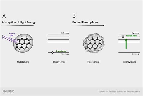 Fluorescence Process | Thermo Fisher Scientific - US