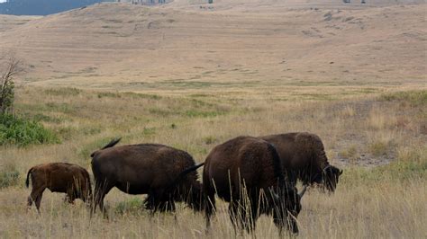 National Bison Range (U.S. National Park Service)