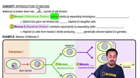 Animation: Meiosis | Pearson+ Channels