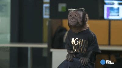 Monkey Smile GIF - Monkey Smile Capuchin - Discover & Share GIFs