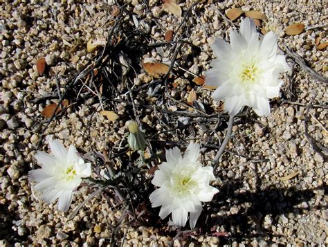 Plant Life of the Colorado Desert