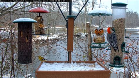 Birds, Feeders, and Science Oh My! What Can We Discover Together? – Bird Cams Lab