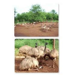 EMU Bird Farming in India