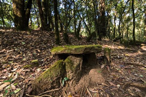 Sacred Groves - slide10 | Nature inFocus