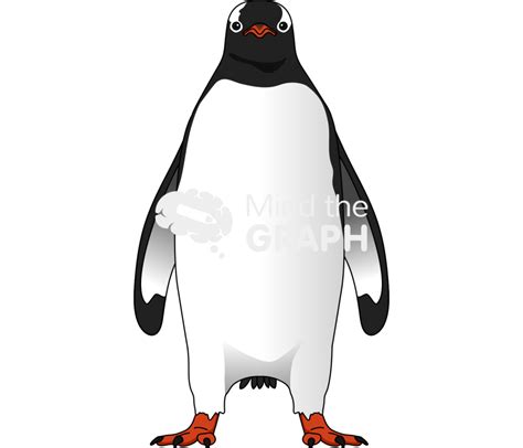 Pygoscelis papua penguin front view