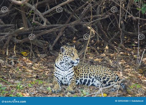 Profile of Jaguar Lying on Forest Floor Stock Photo - Image of litter, onca: 50924580