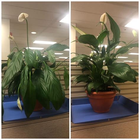 My office peace lily is a drama queen (one hour apart) : r/houseplants