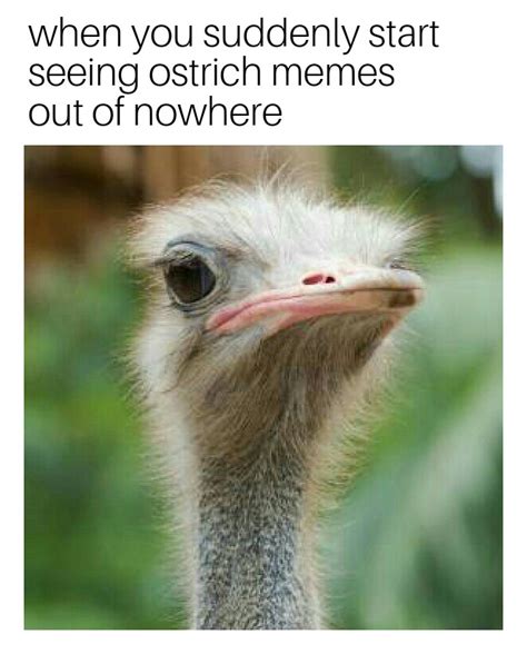 Ostrich memes : r/dankmemes