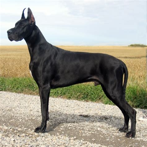 Protective Dog Breeds: The Great Dane - CC Protection Dogs