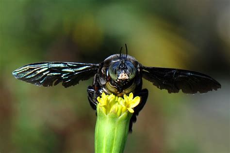 a black fly sitting on top of a yellow flower