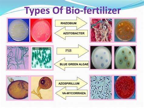 Types of biofertilizers | PPT