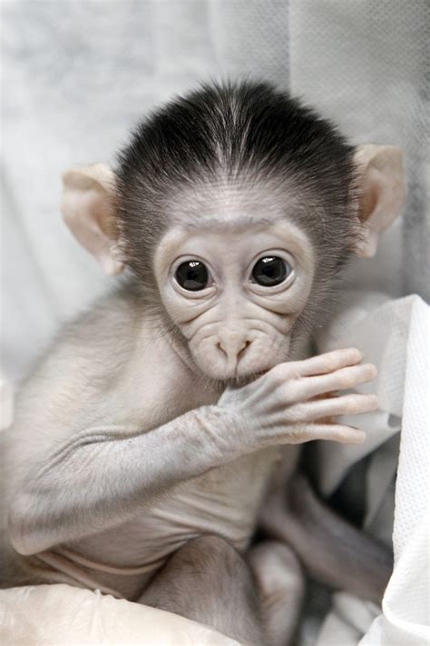 Shy baby monkey at Paris zoo (8 pics) | Amazing Creatures