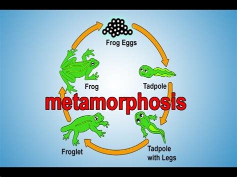 Metamorphosis | Metamorphosis Song for Kids | Frog Life Cycle | Frog Metamorphosis | Jack ...