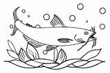 Catfish Drawing Coloring Pages Clipart Bass Fish Cartoon Smallmouth  sketch template