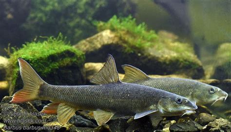 Common barbel - Alchetron, The Free Social Encyclopedia