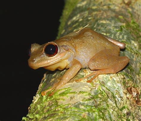 Hawaiian Coqui Frogs Increase Bird Populations, Study Finds | Hawaii ...