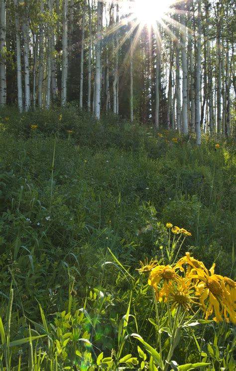 _DNB0170-NW – Crested Butte Wildflower Festival