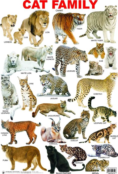 Cat Family Chart-Online Shopping-