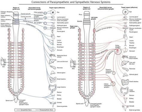 Parasympathetic vs Sympathetic Nervous System - Difference and Comparison | Diffen