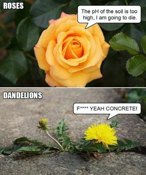 Flower meme : r/terriblefacebookmemes