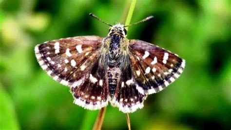 Climate change impact butterflies moths higher up himalayas | तापमान में बदलाव से तितलियों और ...