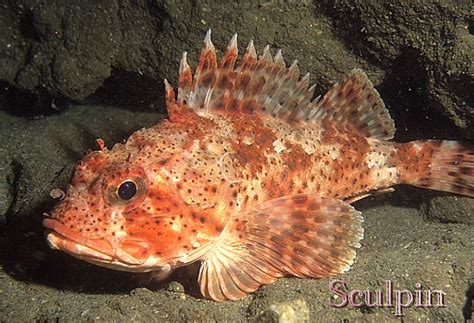 Sculpin | leg sleeve | Pinterest | Cali and Fish