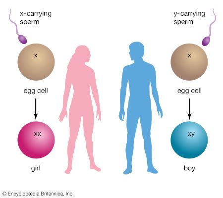 genetics - Kids | Britannica Kids | Homework Help