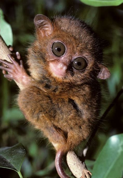 Other prosimians: tarsiers | Wild animals pictures, Weird animals, Animals beautiful