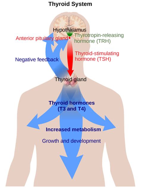 11.4 Endocrine System – Concepts of Biology-1st Canadian Edition