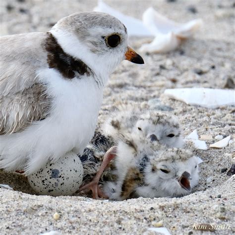 Piping plover conservation | Kim Smith Films