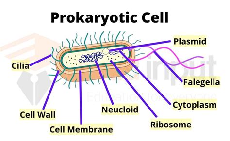 Prokaryotic Cell-Characteristics, Structure, and Examples