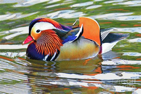 Mandarin Duck Central Park-15 Photograph by Regina Geoghan - Pixels