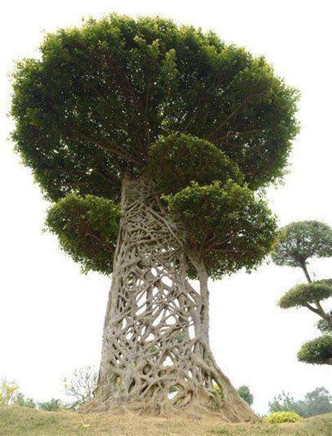 28 Incredibly Unique Trees From Around The World | Weird trees, Unique ...