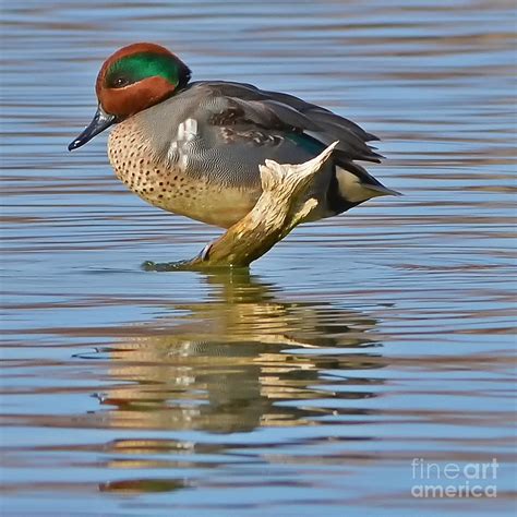 Male Green Winged Teal Photograph by Kevin Pugh