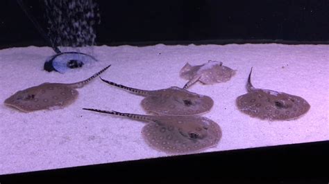 Freshwater Aquarium Stingray • (Types, Tank Size & Breeding)