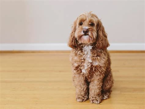 Intro Guide to the Doxiepoo: The Dachshund-Poodle Mix
