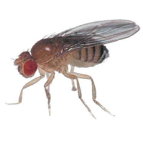 Drosophila, Living, Wild Type, Vial of 25–30 | Carolina Biological Supply