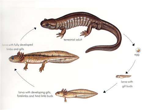 Tiger Salamander Life Cycle