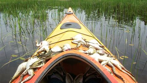 Frog Gigging 3-Part Series: Gigging by Kayak or… | Grand View Outdoors