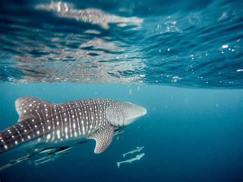 Good News: 19 New Whale Sharks Have Been Spotted Off The Coast Of ...