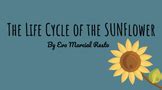 Sunflower Life Cycle Diagram Teaching Resources | TPT