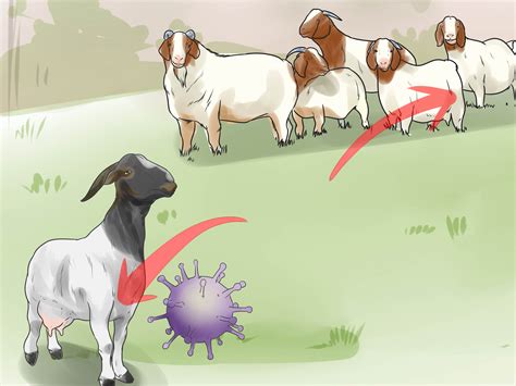 How to Treat Mastitis in a Goat: 11 Steps (with Pictures)