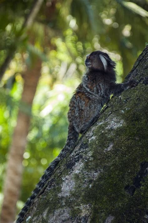 Monkey climbing a tree stock image. Image of monkey, brazilian - 50311527