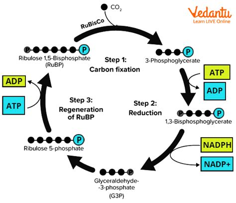 Dark Reaction of Photosynthesis | Learn Important Terms and Concepts