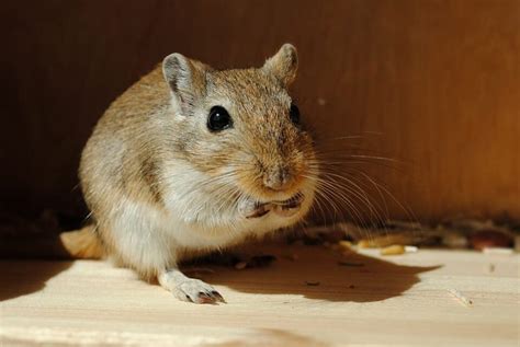 Best Gerbil Names- Awesome list of Gerbil Name